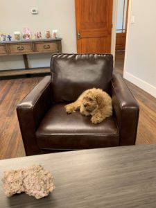 Duncan, the Office Dog, Taking a Break