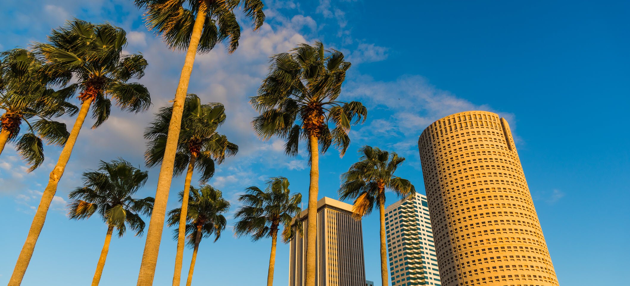 Downtown Tampa Skyscrapers with Palm trees at Sunset